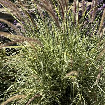 Pennisetum setaceum Graceful Grasses® 'Sky Rocket' (272745)