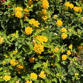 Lantana camara 'Goldengate™' PPAF, Can PBRAF