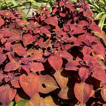 Coleus scutellarioides ColorBlaze® 'Sedona Sunset™' (272749)