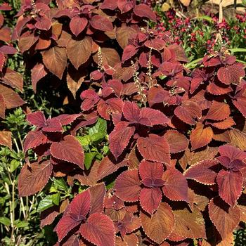 Coleus scutellarioides 'Sedona Sunset™' 