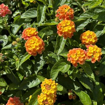 Lantana camara Luscious® 'Basket Tangelo™' (272752)