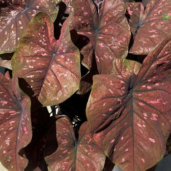 Caladium hortulanum Heart to Heart®: 'Rain or Shine' (272753)