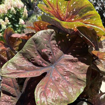 Caladium hortulanum 'RFL THAI OF13-1055' PP33614