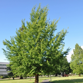 Ginkgo biloba 'Emperor' 