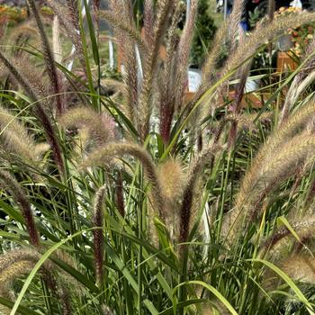 Pennisetum setaceum Graceful Grasses® 'Fireworks' (272762)