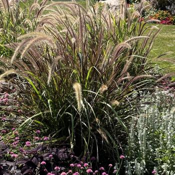 Pennisetum setaceum Graceful Grasses® 'Fireworks' (272763)