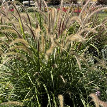 Pennisetum setaceum Graceful Grasses® 'Fireworks' (272764)