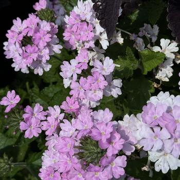 Verbena 'Pink Cashmere™' 