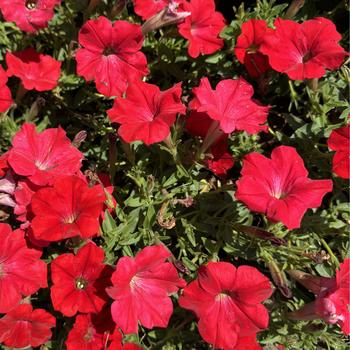 Petunia Supertunia® 'Really Red' (272766)