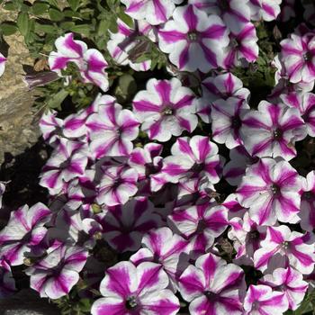 Petunia 'BBTUN91601' PP29663, Can PBRAF