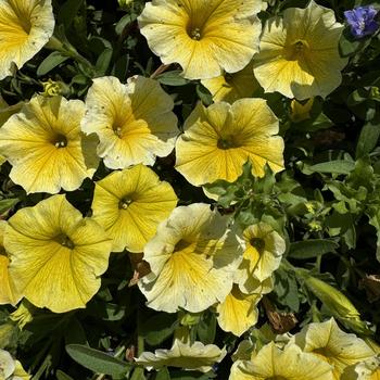 Petunia 'Balcobees' PP32448