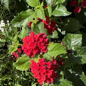 Lantana camara Luscious® 'Royale Red Zone™' (272771)