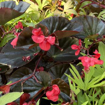 Begonia Surefire® 'Cherry Cordial™' (272772)