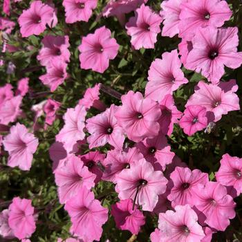 Petunia 'USTUNI6001' PP17,730 & Can. 2871