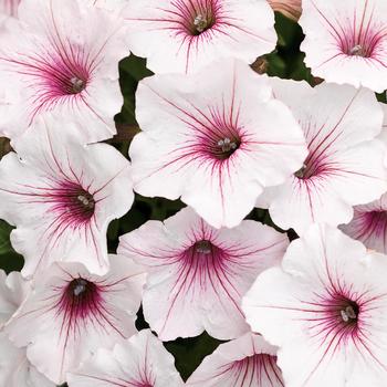 Petunia 'USTUNI60-01M' 