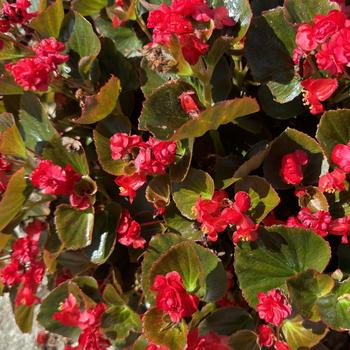 Begonia semperflorens 'Double Up™ Red' 