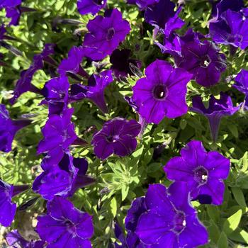 Petunia Supertunia® 'Royal Velvet®' (272777)