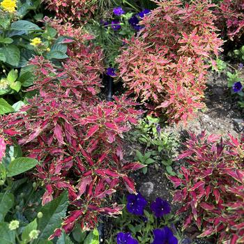 Coleus scutellarioides ColorBlaze® 'Mini Me™ Watermelon' (272778)