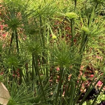 Cyperus prolifer 'Queen Tut™' 