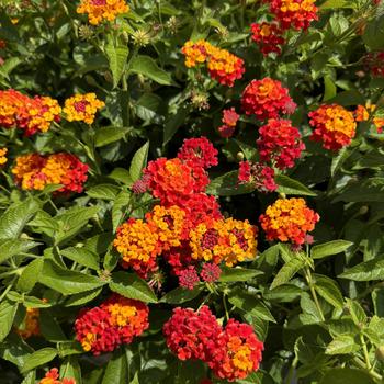 Lantana camara 'Balandusbi' PPAF, Can PBRAF