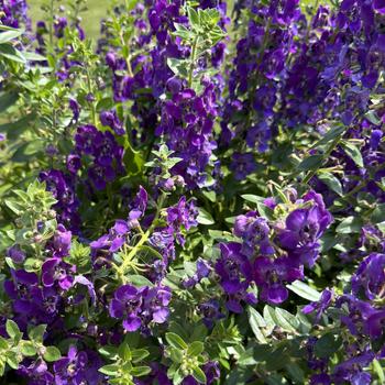 Angelonia 