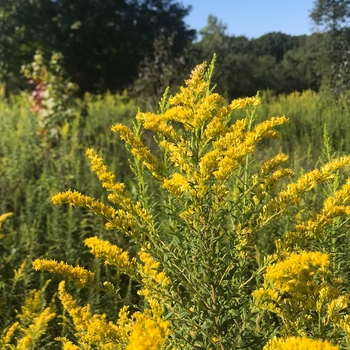 Solidago rugosa