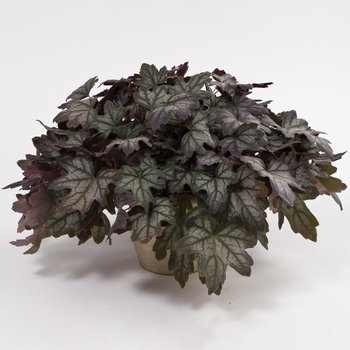 Heucherella 'Autumn Shades' 