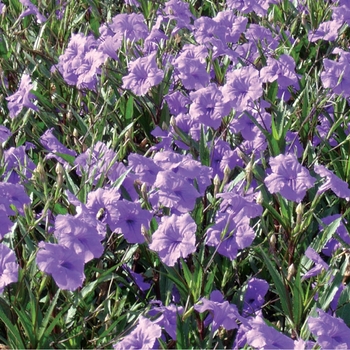 Ruellia brittoniana 'Purple Showers' 