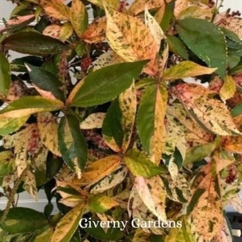 Acalypha wilkesiana 'Inferno' 