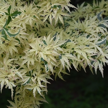 Acer palmatum 'Butterfly' 