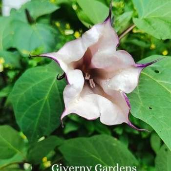 Datura metel