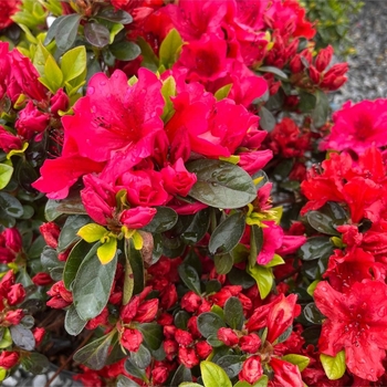 Rhododendron Girard hybrid 'Girard's Crimson' 