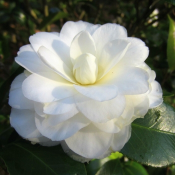 Camellia japonica 'Morning Glow' 