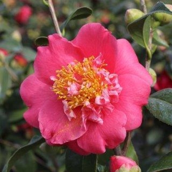 Camellia japonica 'Kumasaka' 