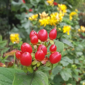 Hypericum inodorum 'Magic Marbles Red' 