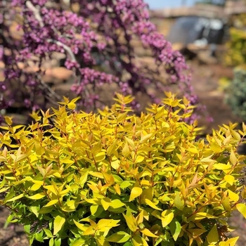 Abelia grandifloria 'Mango Twist™' 