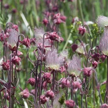 Geum triflorum