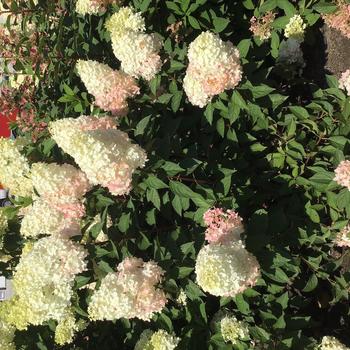 Hydrangea paniculata Magical® 'Ruby Snow' (272934)