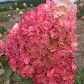 Hydrangea paniculata 'Bokorubs' 