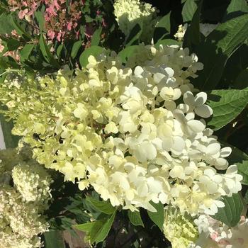 Hydrangea paniculata Magical® 'Ruby Snow' (272937)