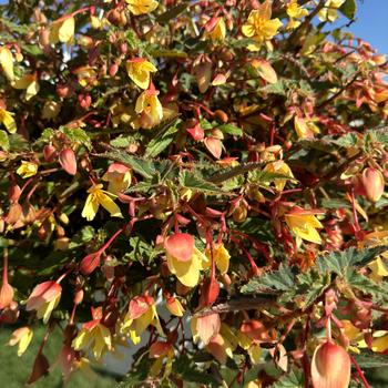 Begonia boliviensis 'Groovy Mellow Yellow' (272946)