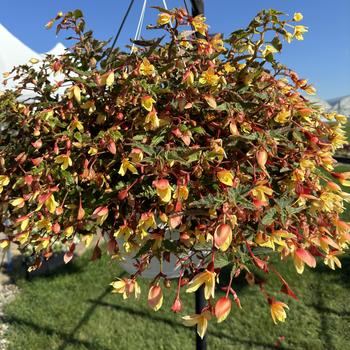 Begonia boliviensis 'Groovy Mellow Yellow' (272947)