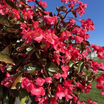 Begonia Dragon Wing® Pink Bronze Leaf