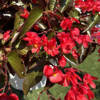 Begonia Dragon Wing® Red Bronze Leaf