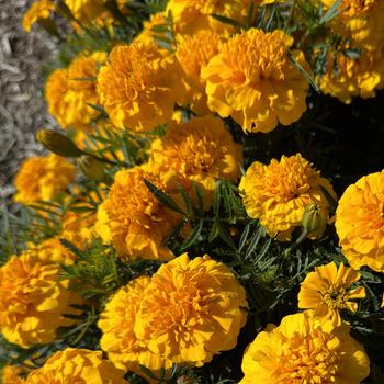 Tagetes patula Bonanza Gold