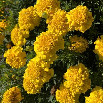 Tagetes patula