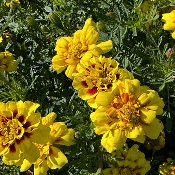 Tagetes patula nana Alumia™ 'Creme Brulee' (272956)