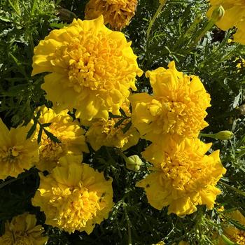 Tagetes patula nana