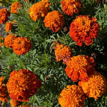 Tagetes patula nana Cresta™ '' (272958)