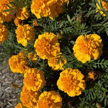 Tagetes patula nana